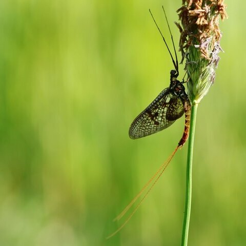 Eintagsfliege an Blüte